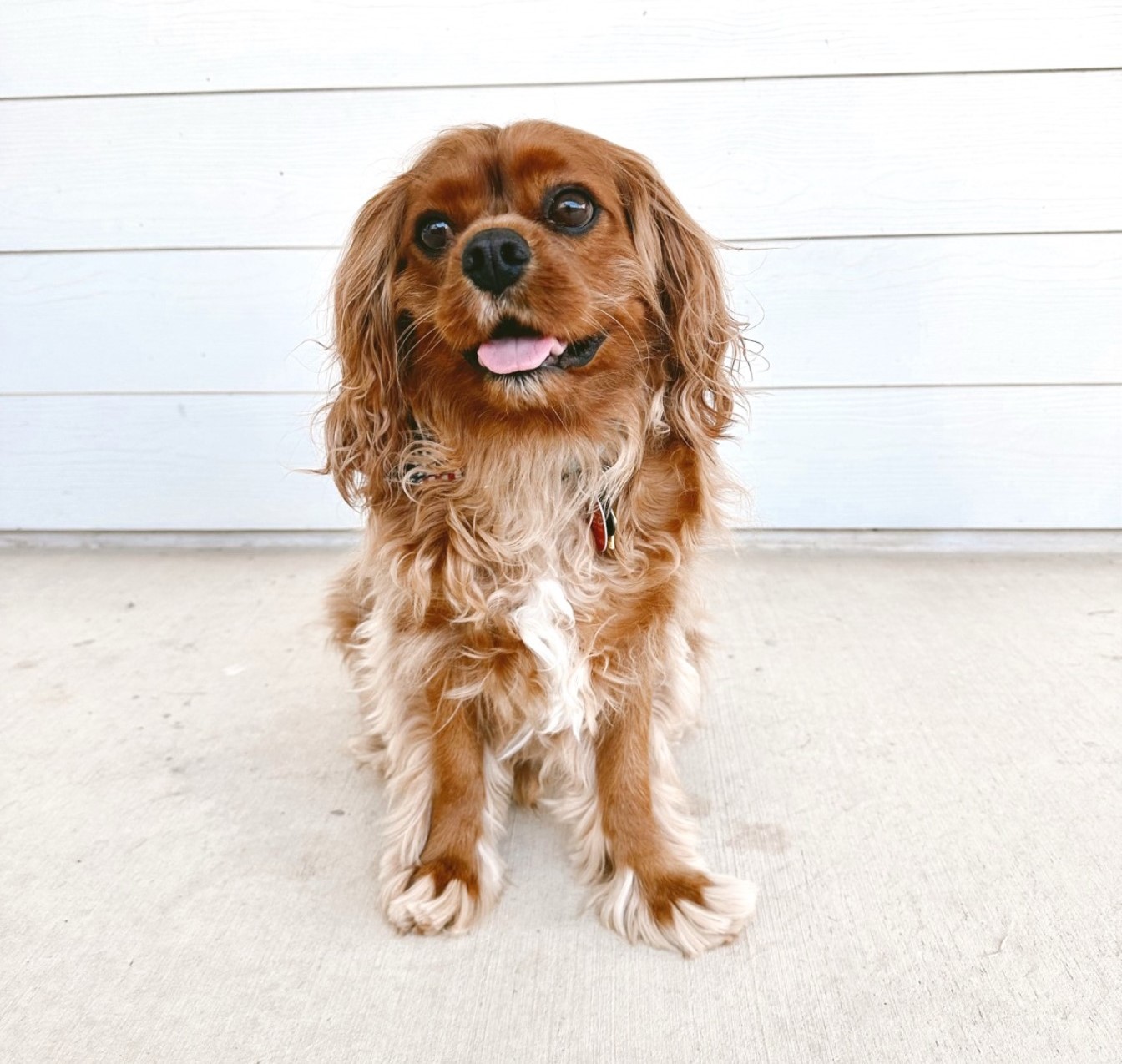 DogBaths.com — connecting dog owners with the best local pet groomers
