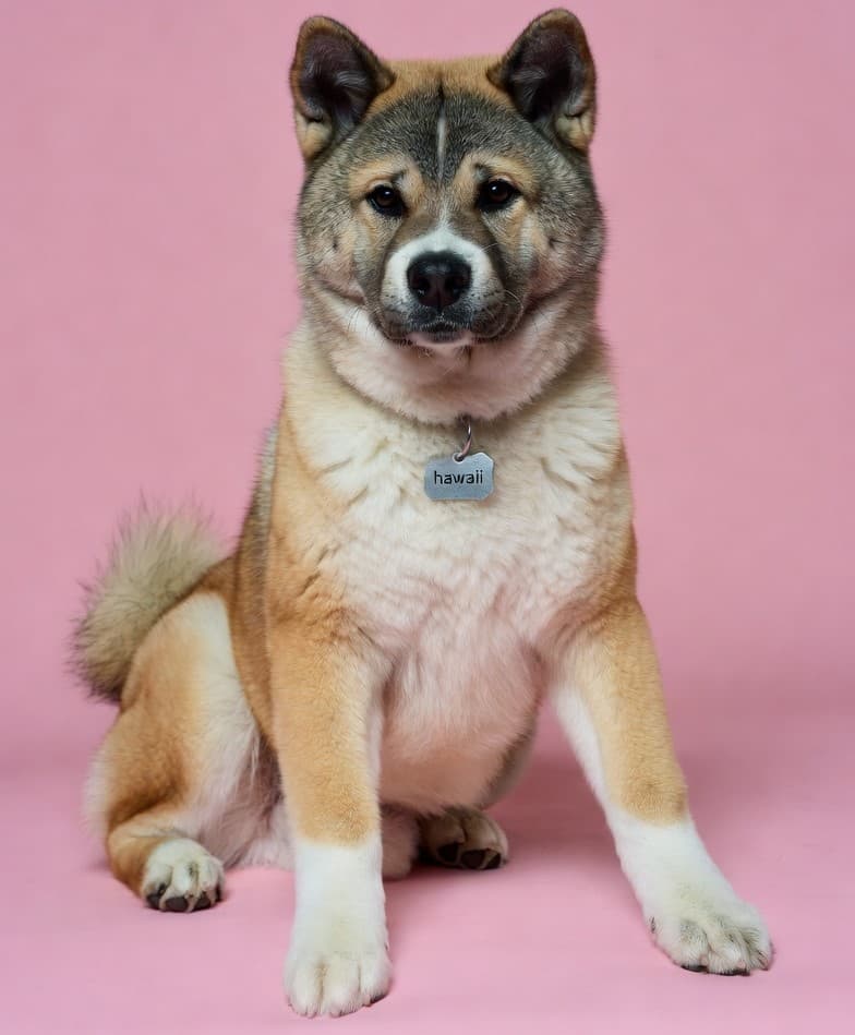 Dog grooming in Hawaii