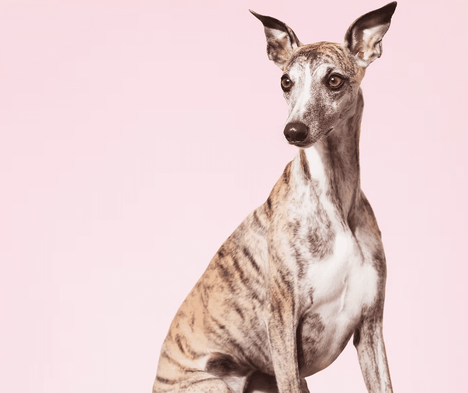 Greyhound dog at a grooming salon