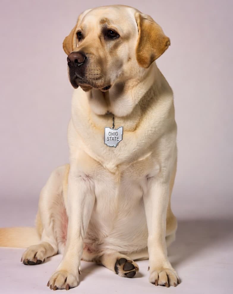 Dog grooming in Ohio