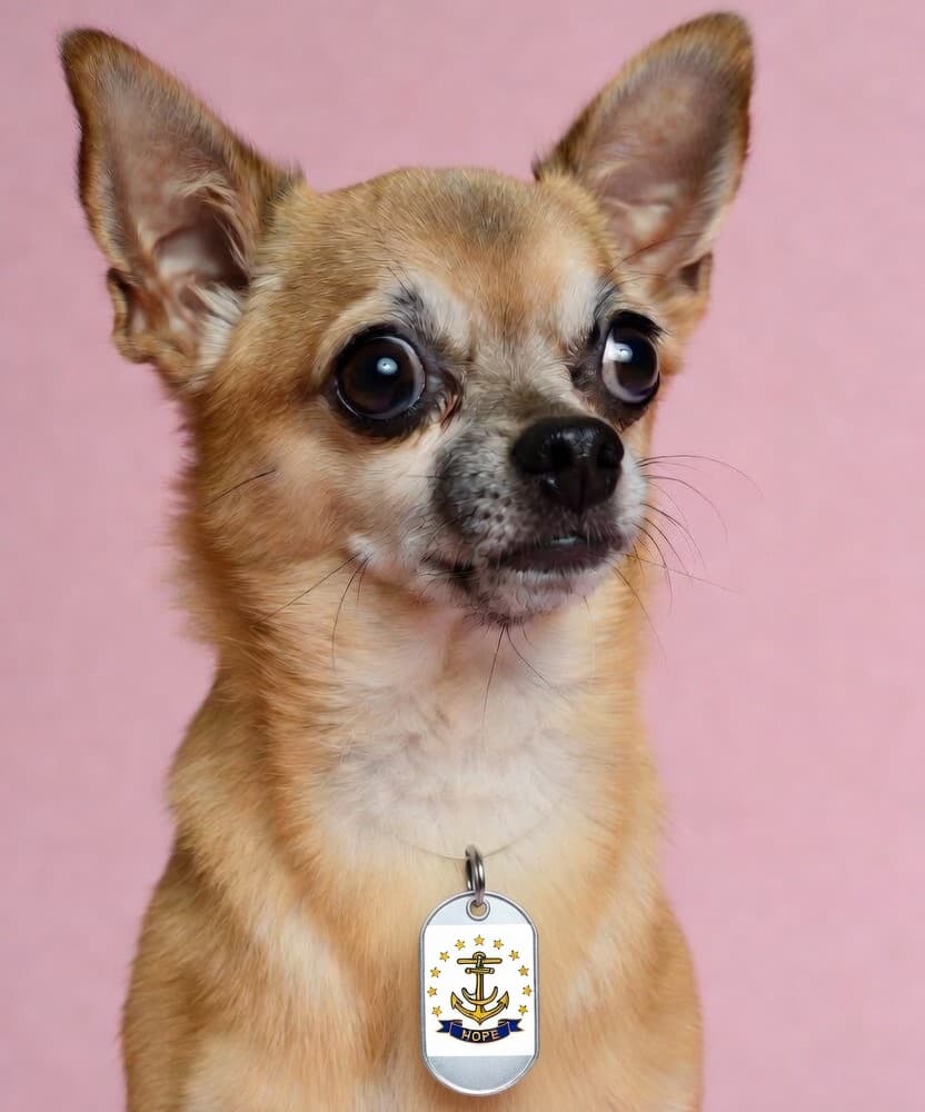 Dog grooming in Rhode Island