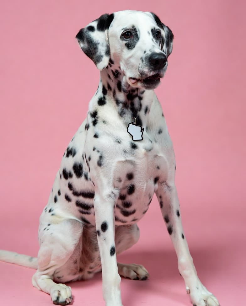 Dog grooming in Wisconsin