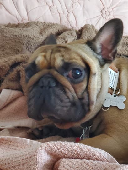Pink Pug