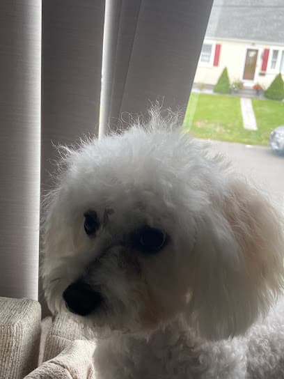 The Groomers