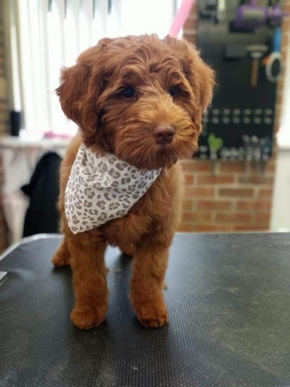 Furrever Friends Pet Boutique & Grooming Salon