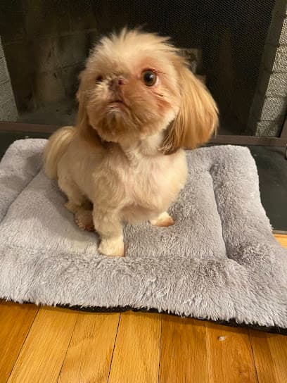 Shear Love Pet Grooming