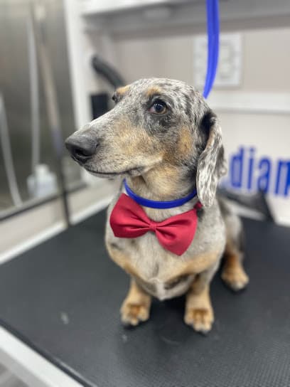 Mobile Dog Grooming DIANA