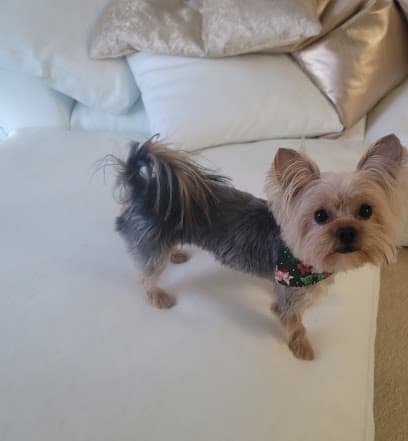 HOT DIGGITY DOG GROOMING SALON