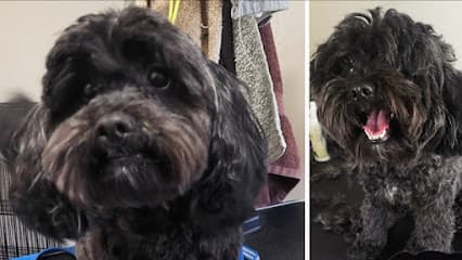 Wag Swag Grooming