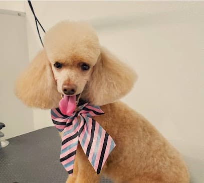 Park & Bark Mobile Spa