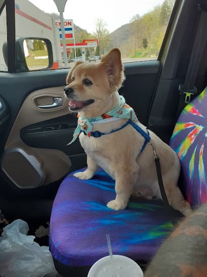 K-9 Designs Grooming