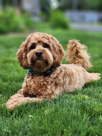 Elite Pet Groomers
