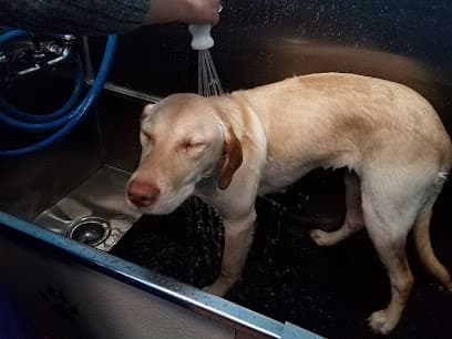 You Dirty Dog--Self Serve Dog Wash