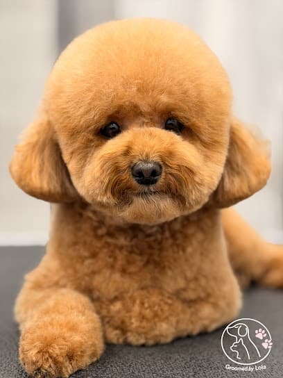 NYC Pet Grooming