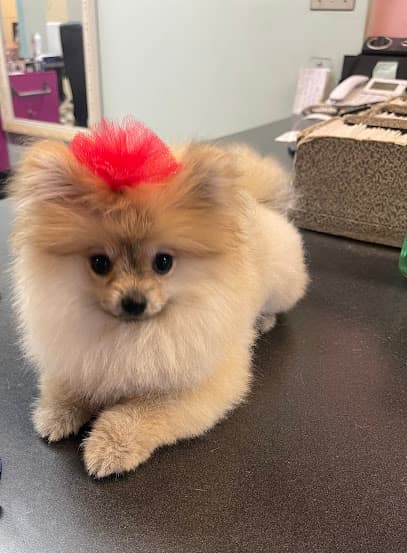 Groomer Has It