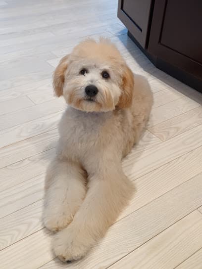Immaculate Pooch Grooming