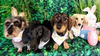 All Creatures Pet Grooming