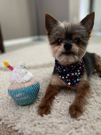 A Diamond In the Ruff