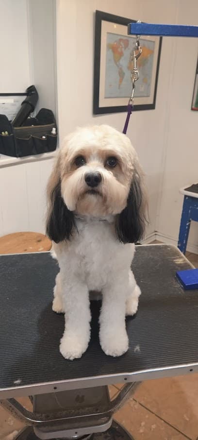 Poochini's Dog Grooming (Pittsburgh PA)