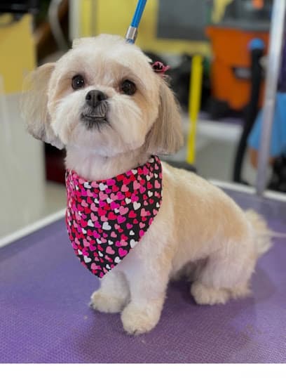 Four Paws Grooming inc.