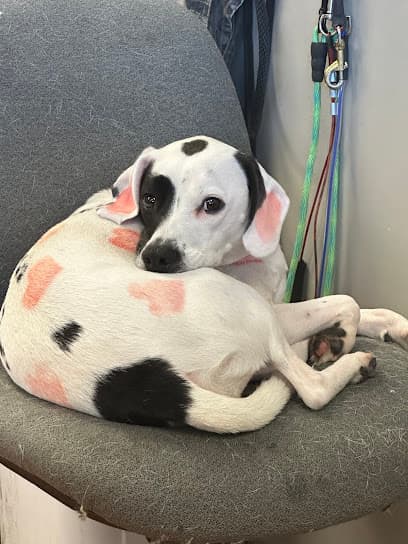 Sticky Paws