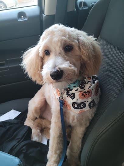 Shampoodle LLC