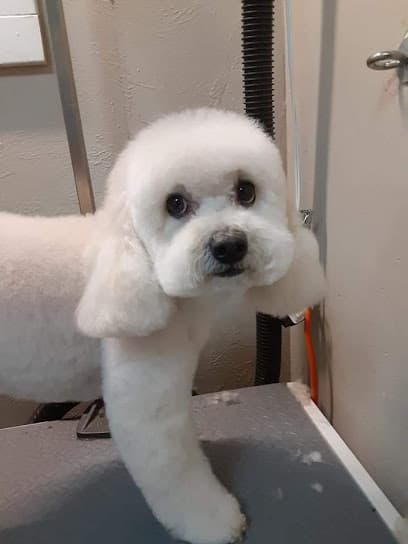 D'Heros Pet Service LLC