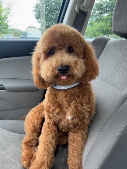 Brentwood Grooming