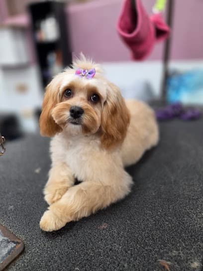 All 4 Paws