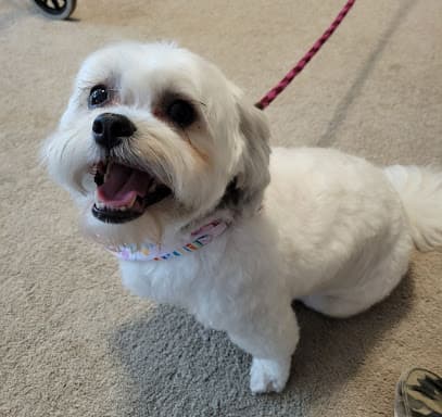 Muttamorphosis Dog Grooming