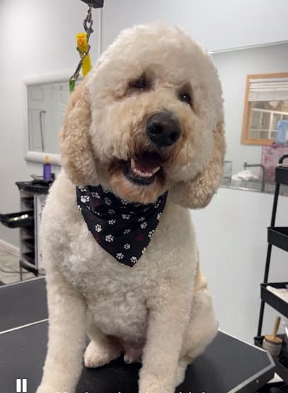 Glamour Grooming and Spa