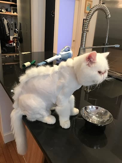 The Pet Maven: house call pet grooming and cat sitting