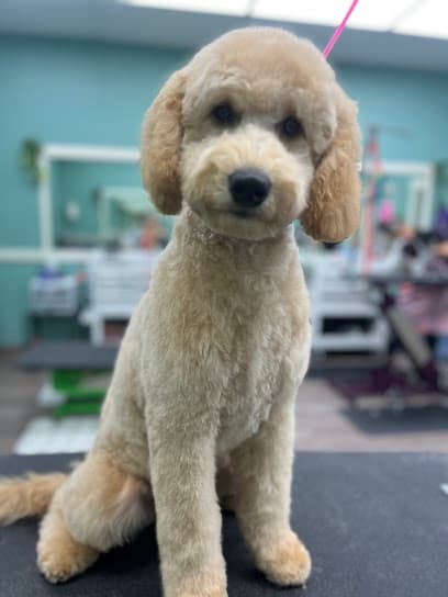 Good Dog Premier Salon
