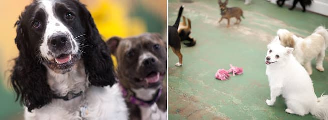 The Dog Stop - Middletown, Delaware