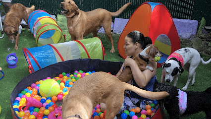 Harlem Doggie Day Spa