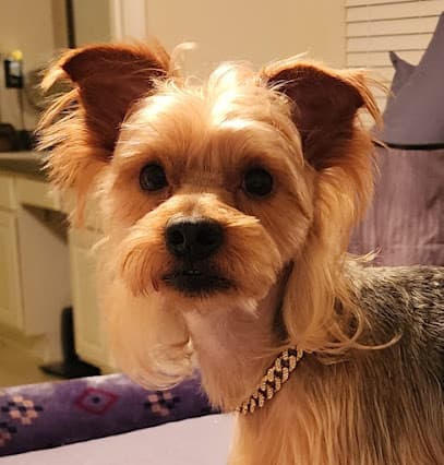 Stylish Petz