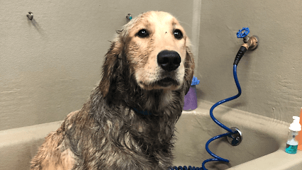 Dirty Dog DIY Pet Wash & Pawstry Shop llc
