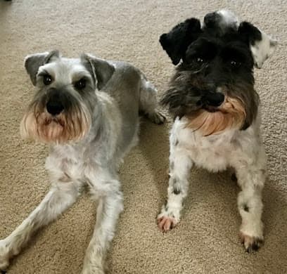 Lesh's Doggie Grooming Salon
