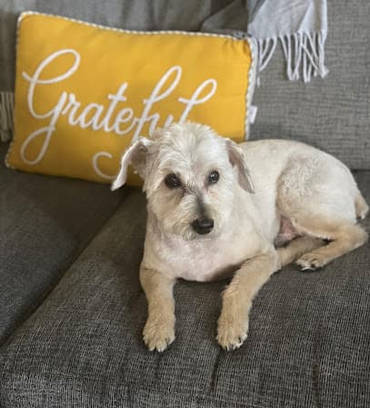 Barking Boutique & Doggie