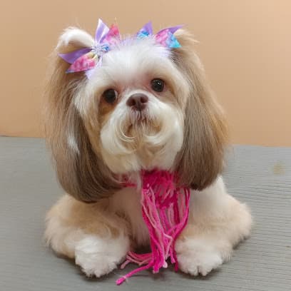 Doggie Spa