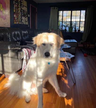 All Paws on Deck Pet Salon