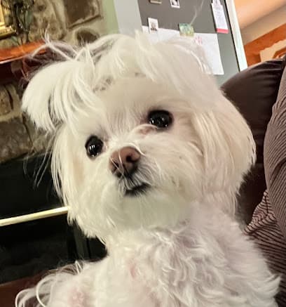 Fabulous Fido
