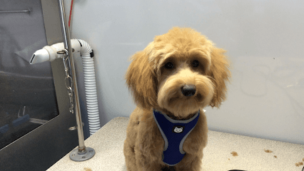 At Your Bark N' Call Mobile Dog Grooming