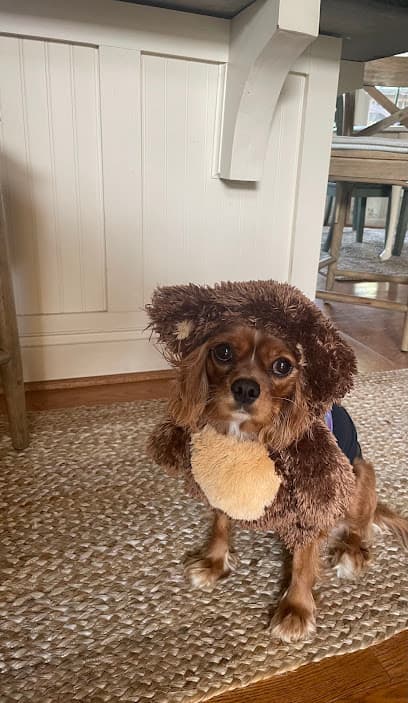 Groomingdale's Pet Salon and Spa