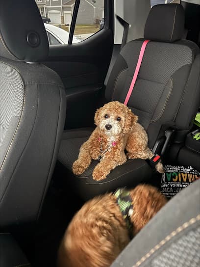 Scruffy To Fluffy Dog and Cat Grooming