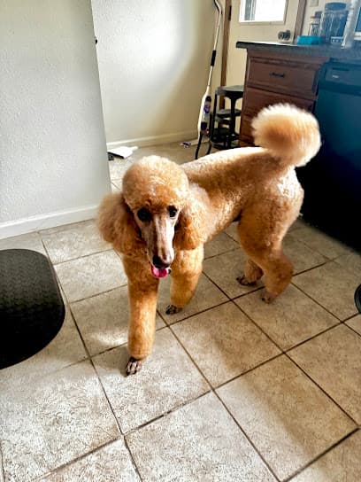 Enchanted Pets Grooming Salon