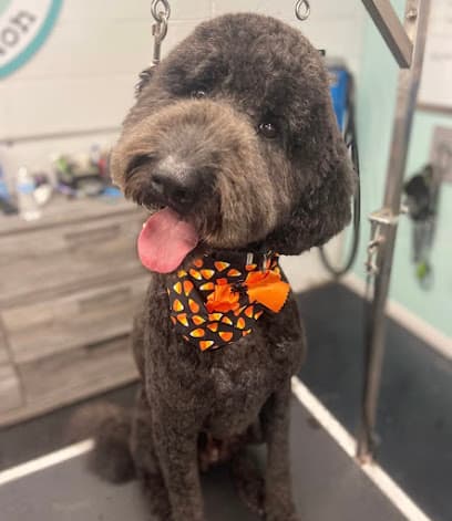 The Detailed Dog