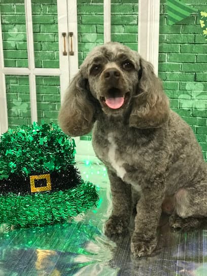 The New York Groomer