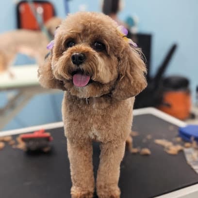 Muddy Buddy - Pet Wash & Grooming