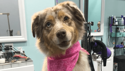 Groomingdales K9 Design